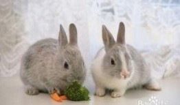 吃瓜小兔特效视频下载,趣味瞬间，轻松收藏