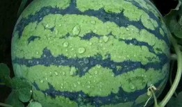 皮皮皮朱吃瓜,揭秘娱乐圈幕后故事