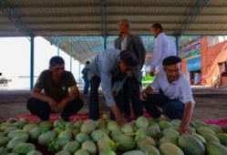 新疆吃的瓜群众