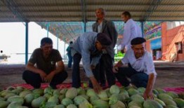 新疆吃的瓜群众