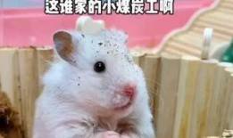 鼠吃瓜图片,萌鼠大快朵颐瓜果时光