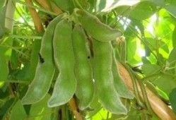 北流吃瓜王,揭秘瓜界风云人物