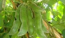 北流吃瓜王,揭秘瓜界风云人物