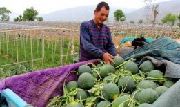 东门镇中学吃瓜,吃瓜事件背后的校园生活剪影