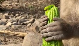 猴子吃瓜续集,新篇章的奇幻冒险