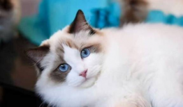 布偶猫吃瓜君,揭秘猫咪界的“吃瓜达人”