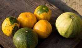 吃黑锅瓜什么功效好,神奇功效，健康生活新选择”