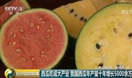 全球吃瓜全部,一场全民参与的美食狂欢