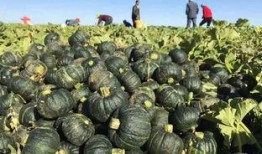 挂机吃瓜,轻松享受虚拟世界乐趣