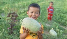 儿童吃瓜群众视频,小瓜娃们的欢乐吃瓜时光