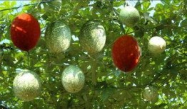 吊瓜娄怎么吃,解锁美味新体验