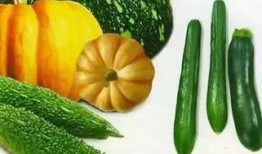 红绿灯吃瓜,揭秘城市生活百态