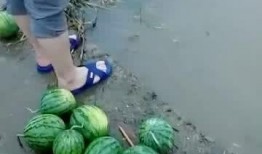 散步吃瓜的群众,揭秘生活百态