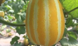 在哪可以免费吃瓜,畅享夏日清凉新体验