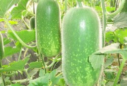 文安大柳河吃瓜,夏日吃瓜盛宴，畅享清凉时光