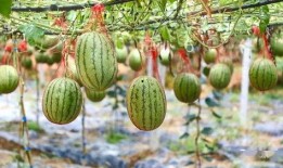 湖师吃瓜,揭秘那些“吃瓜”背后的故事