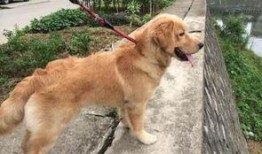 金毛吃葫芦瓜,一场味蕾与健康的奇妙之旅