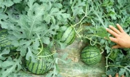 苏州ksg吃瓜,揭秘网络热议背后的真相