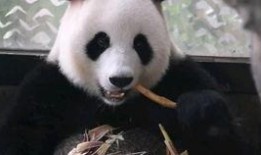 你好竹子吃瓜,吃瓜群众眼中的趣味生活