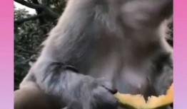 猴子吃瓜续集,新篇章的奇幻冒险