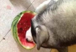 回村后吃瓜,见证乡村变迁的别样视角