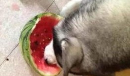 回村后吃瓜,见证乡村变迁的别样视角