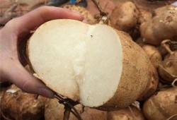 孕中期吃土瓜,孕期健康饮食新选择