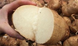 孕中期吃土瓜,孕期健康饮食新选择