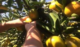 吃瓜的橘,揭秘水果界的“网红”传奇