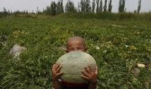 新疆吃的瓜群众