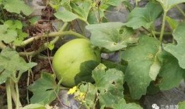 雪梨瓜怎么吃减肥,清爽解腻，轻松享瘦新选择