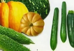 夏天吃瓜解渴,瓜果飘香——解渴美食之旅