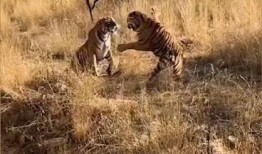 老虎吃瓜故事,一场意外的森林奇遇