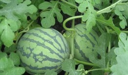 万花吃瓜,揭秘娱乐圈的甜蜜与苦涩