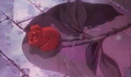 吃瓜的鼬神,揭秘娱乐圈幕后故事