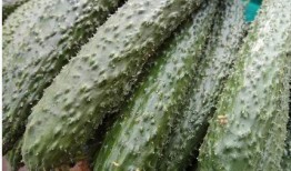 吃8月瓜的好处有哪些呢,吃8月瓜的好处盘点