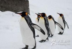 企鹅吃瓜搞笑图片,萌态可掬引网友爆笑