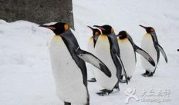 企鹅吃瓜搞笑图片,萌态可掬引网友爆笑