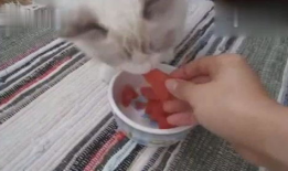 布偶猫吃瓜君,揭秘猫咪界的“吃瓜达人”