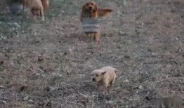 吃瓜小熊干活视频,揭秘干活的趣味瞬间