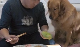 金毛吃葫芦瓜,一场味蕾与健康的奇妙之旅