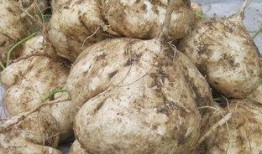 孕中期吃土瓜,孕期健康饮食新选择