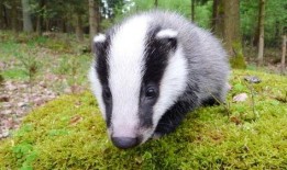 吃瓜刺猹的闰土微博,揭秘微博背后的趣味人生