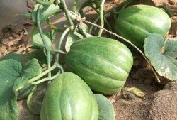 老夏吃瓜,揭秘娱乐圈那些不为人知的幕后故事