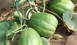 老夏吃瓜,揭秘娱乐圈那些不为人知的幕后故事