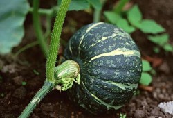 吃南瓜小瓜花,甜蜜滋味，健康生活新选择