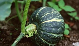 吃南瓜小瓜花,甜蜜滋味，健康生活新选择