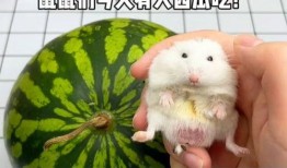 鼠吃瓜图片,萌鼠大快朵颐瓜果时光