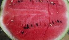 上午吃瓜下午排出,上午吃瓜，下午排生