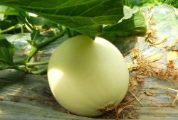 在哪可以免费吃瓜,畅享夏日清凉新体验